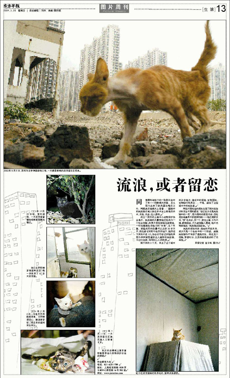 http://jinfoto.com/files/gimgs/19_c005-photo-and-text---homeless-cats.jpg
